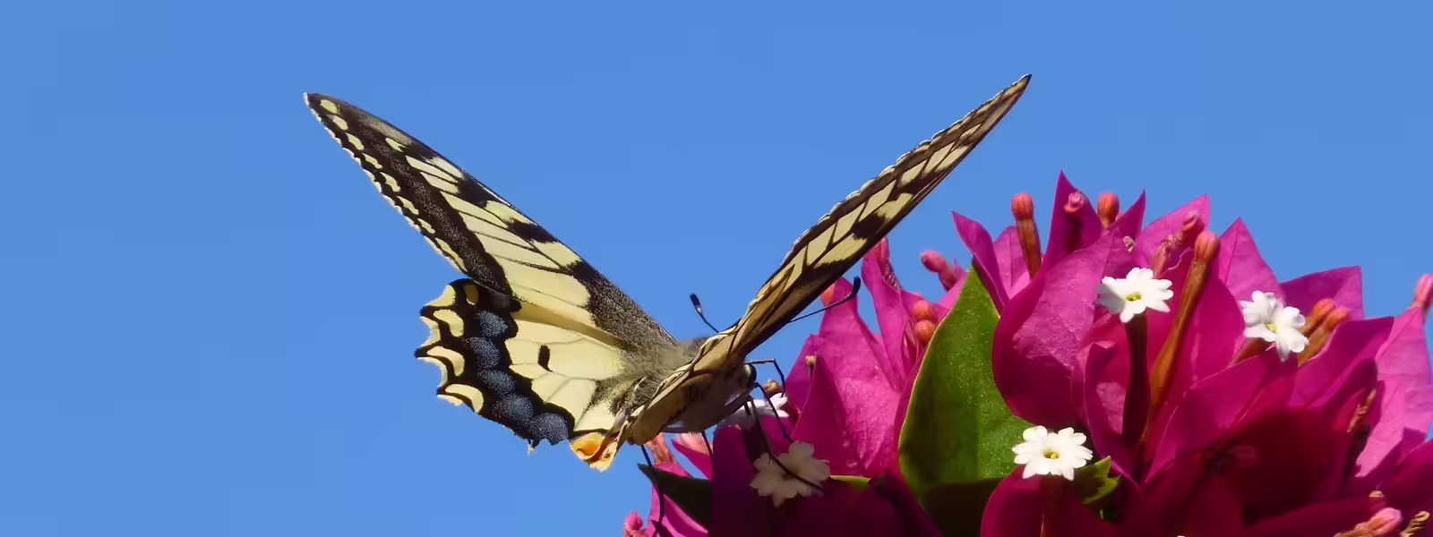 Writing faster Raku code